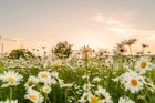 A field of white daisies with yellow centers under a soft, golden sunset sky.