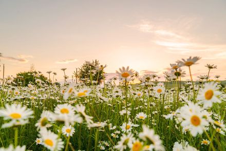 A field of white daisies with yellow centers under a soft, golden sunset sky.