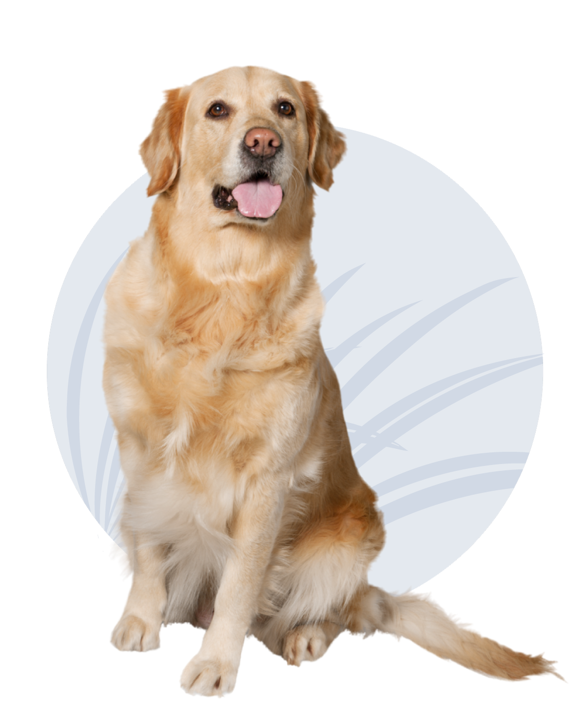 A dog with its tongue out is sitting in front of a white circle.