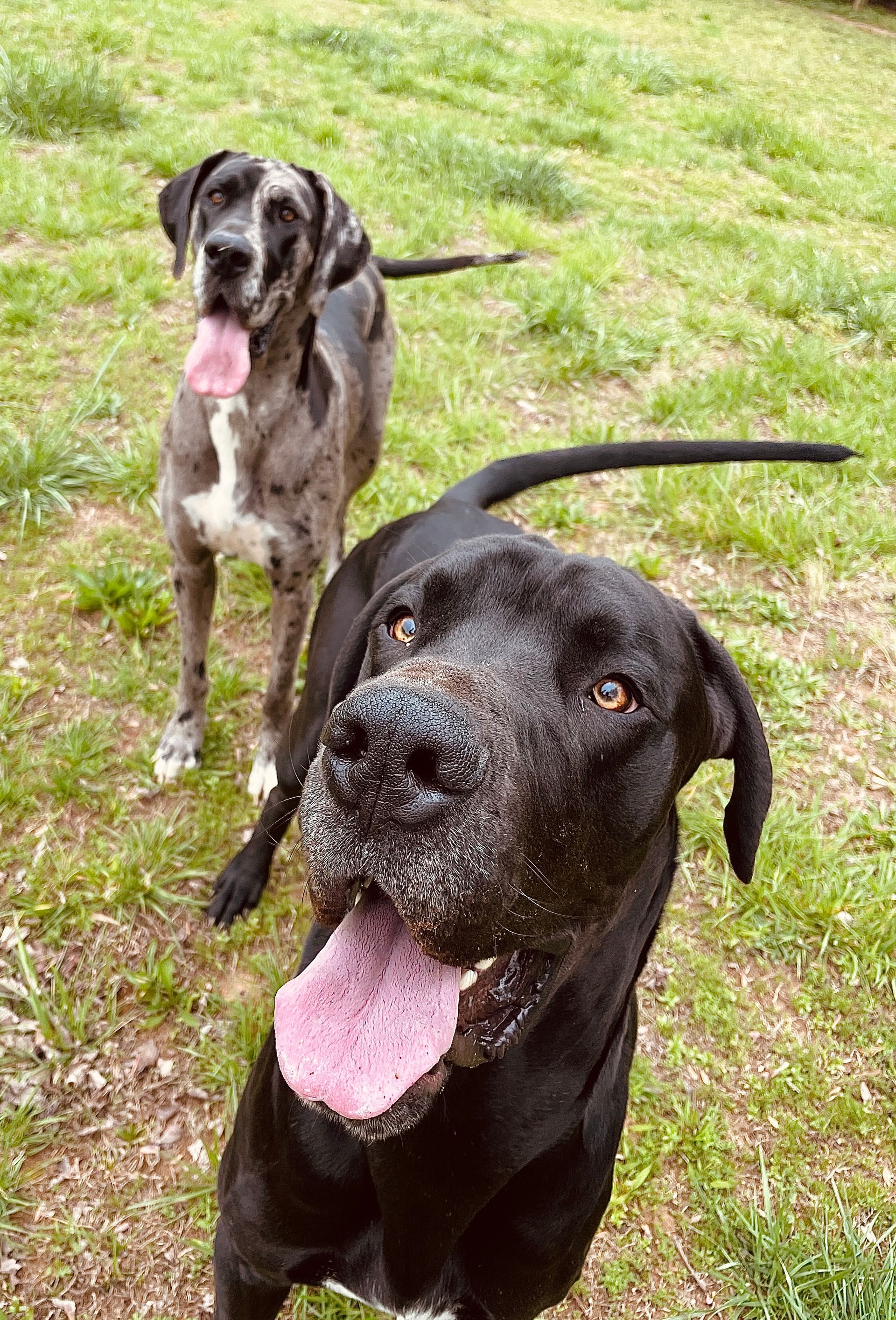 Two dogs are standing next to each other in a grassy field.