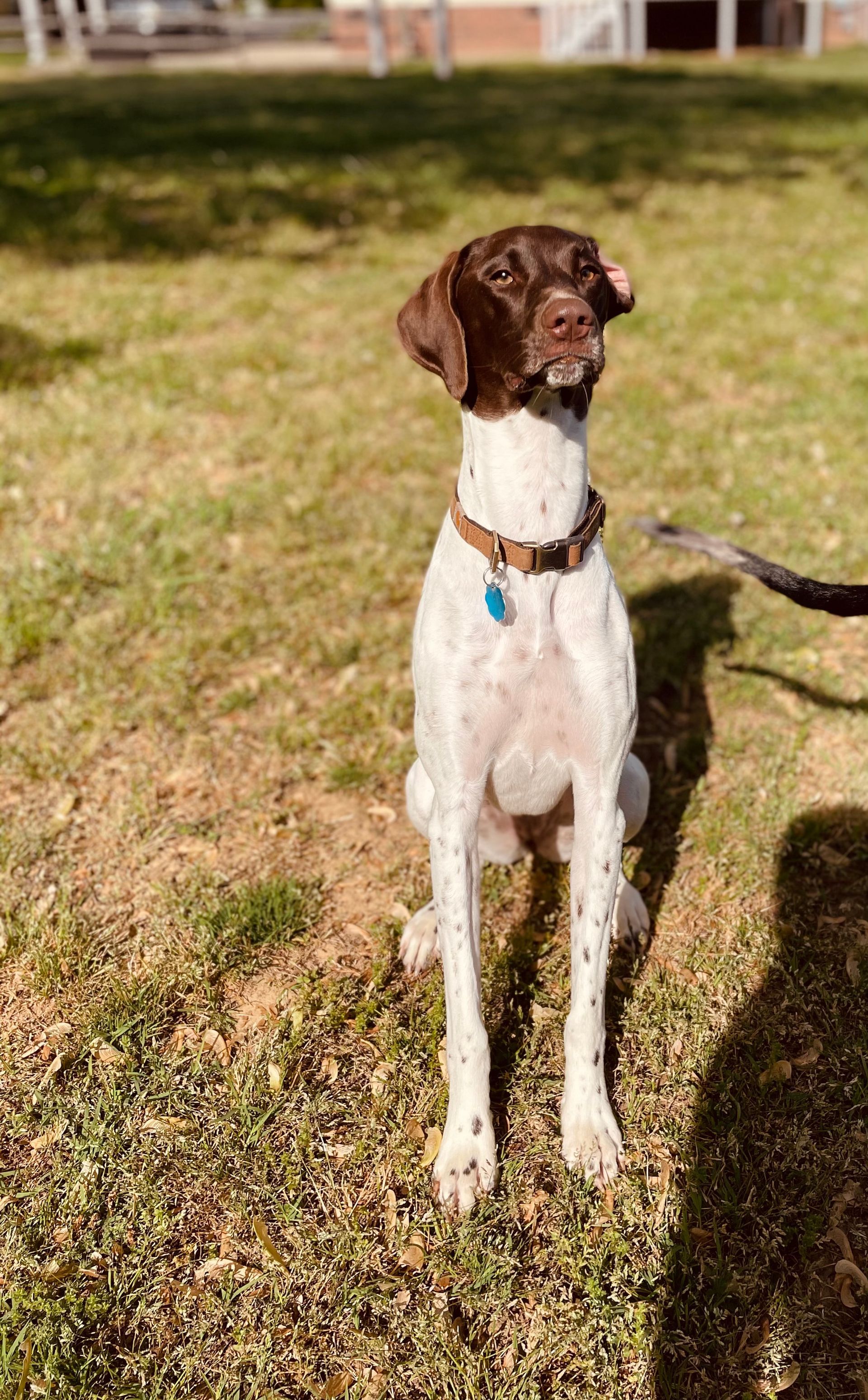 A brown and white dog is sitting in the grass on a leash.
