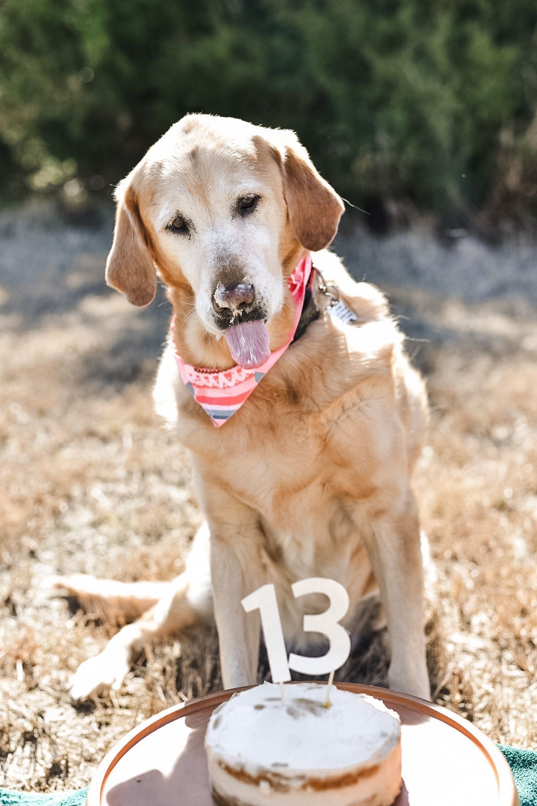 Breeze is sitting next to a birthday cake with the number 13 on it.