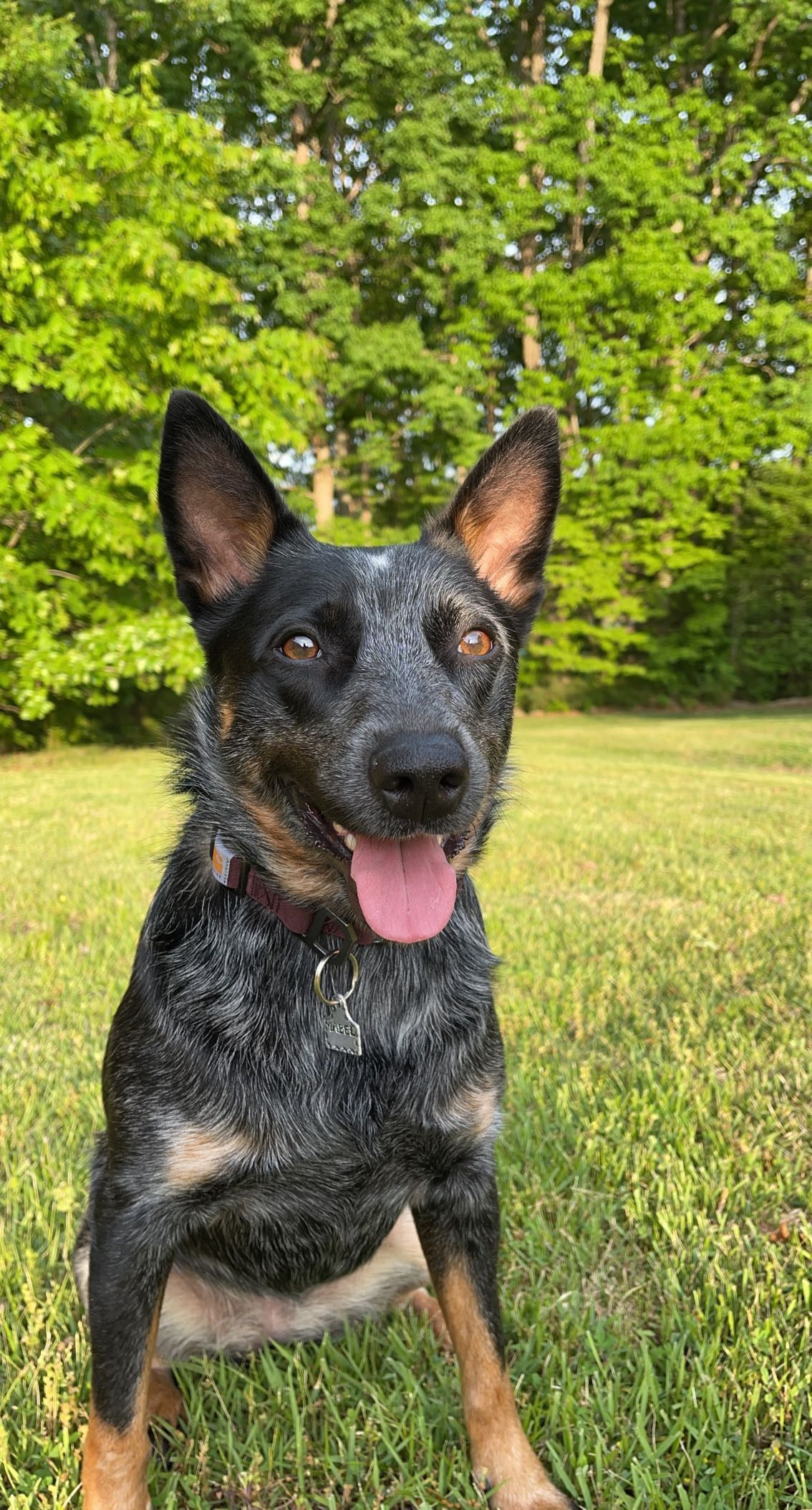 A black and brown dog is standing in the grass with its tongue out.