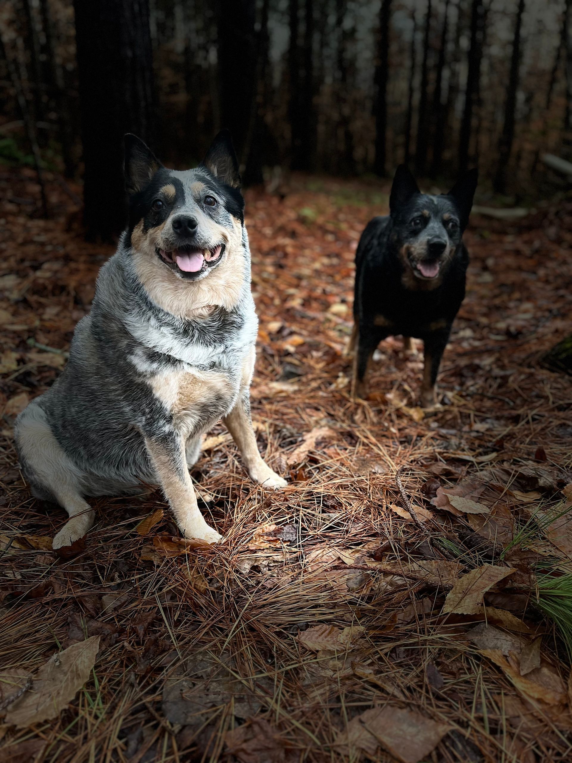 Two dogs are standing next to each other in the woods.