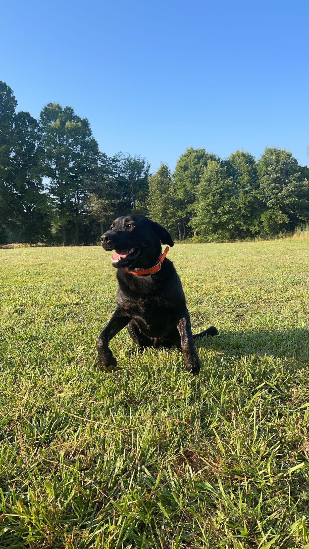 A black dog is running through a grassy field.