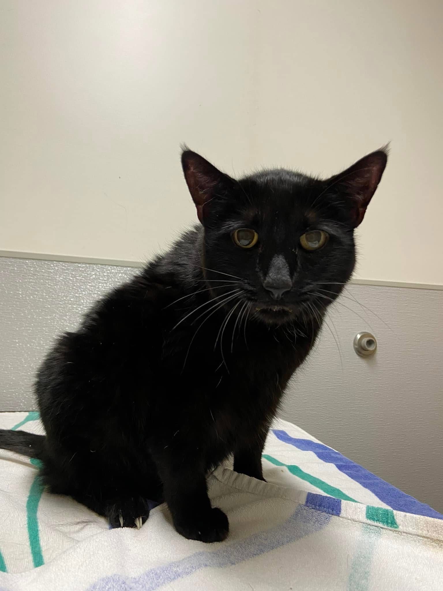 A black cat is sitting on a towel and looking at the camera.