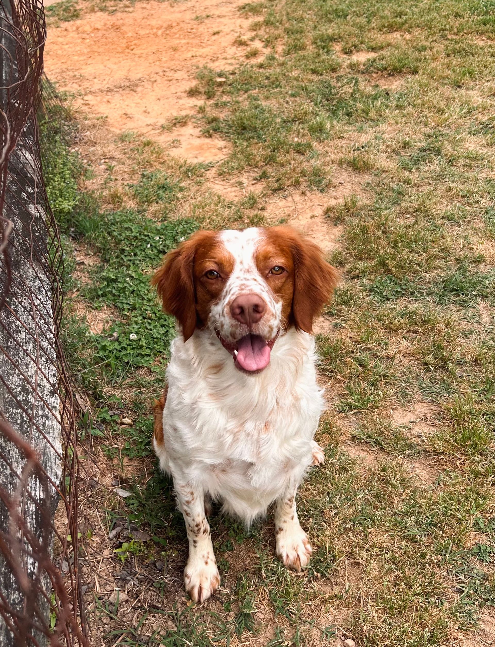 A brown and white dog is sitting in the grass next to a tree.