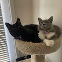 Cats