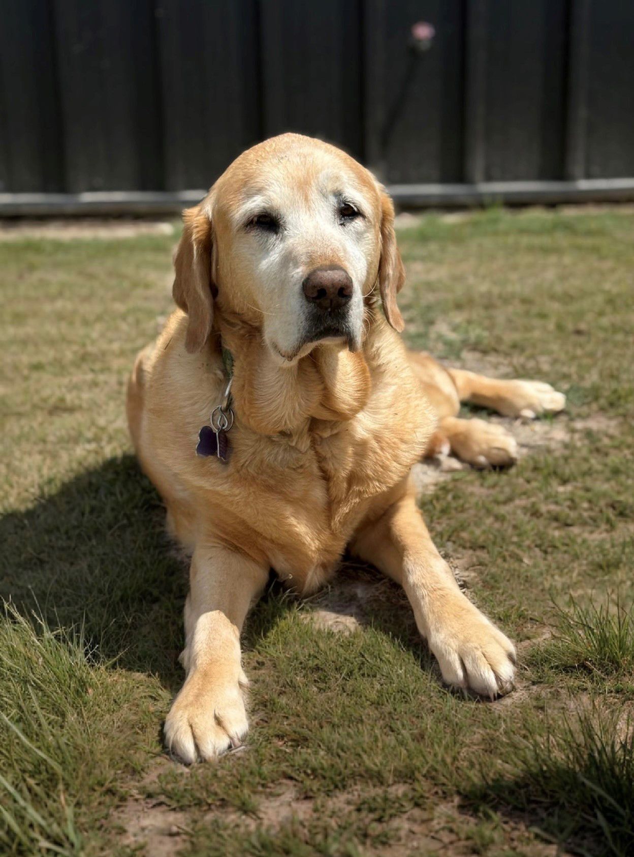 Breeze laying in the grass and looking at the camera.