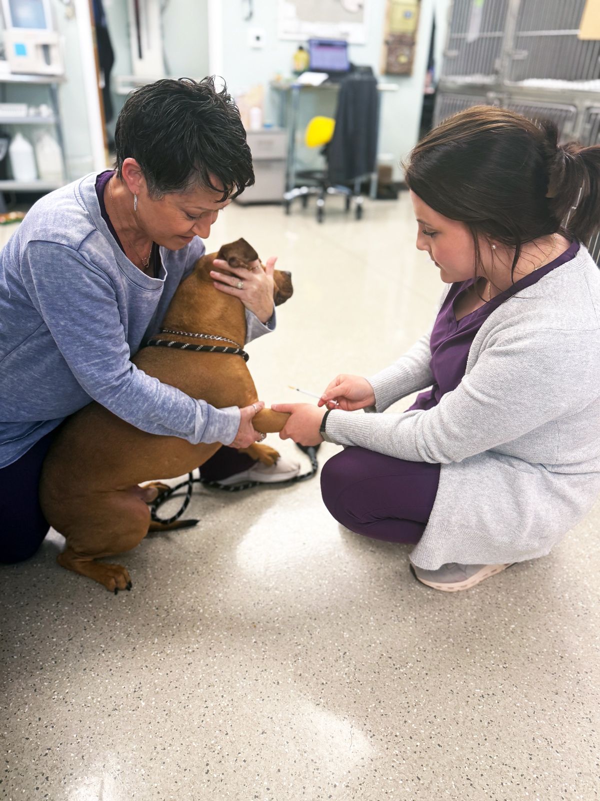 Jody and Elisabeth are kneeling down next to a dog in a veterinary office.