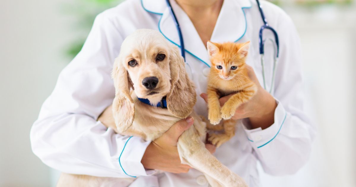Veterinarian holding a dog and a cat