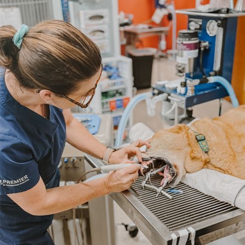 A female veterinarian is examining a dog 's teeth in an operating room.
