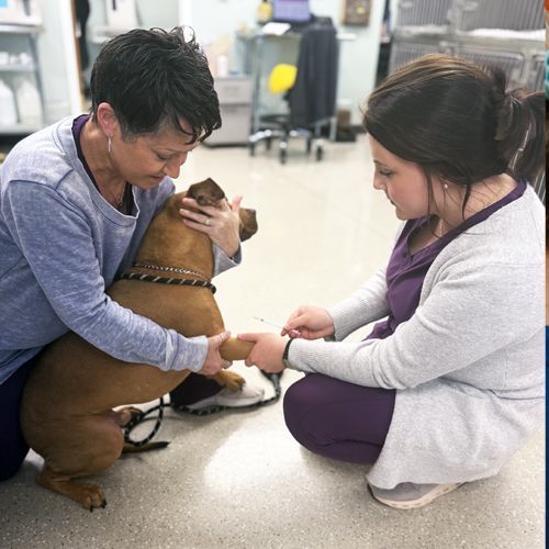 A woman in a purple scrub top is holding a snake in her hands.