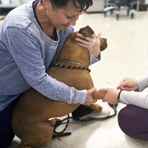 A woman is kneeling down next to a brown dog