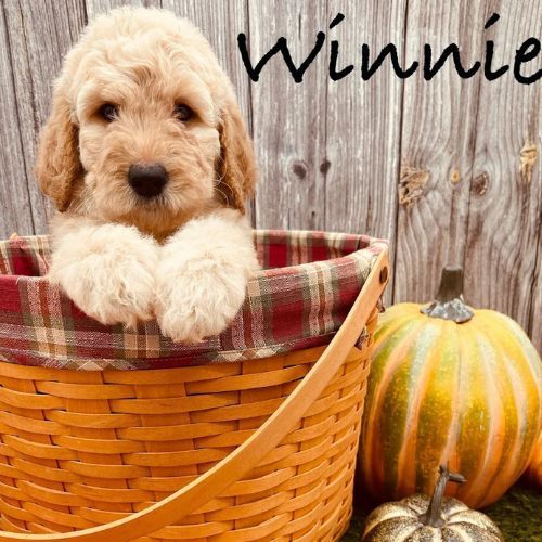 Dog in a basket