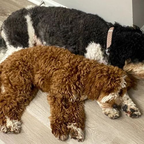 Two dogs