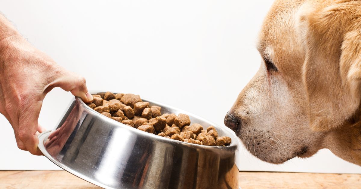 A dog eating 