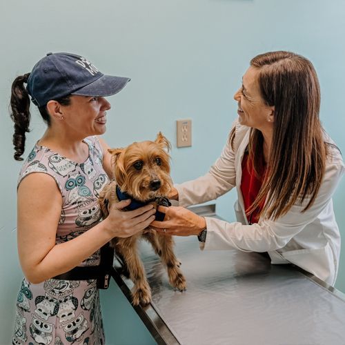 A woman is holding a small dog while talking to a veterinarian.