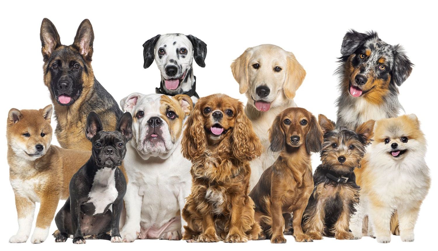 A dog with its tongue out is sitting in front of a white circle.