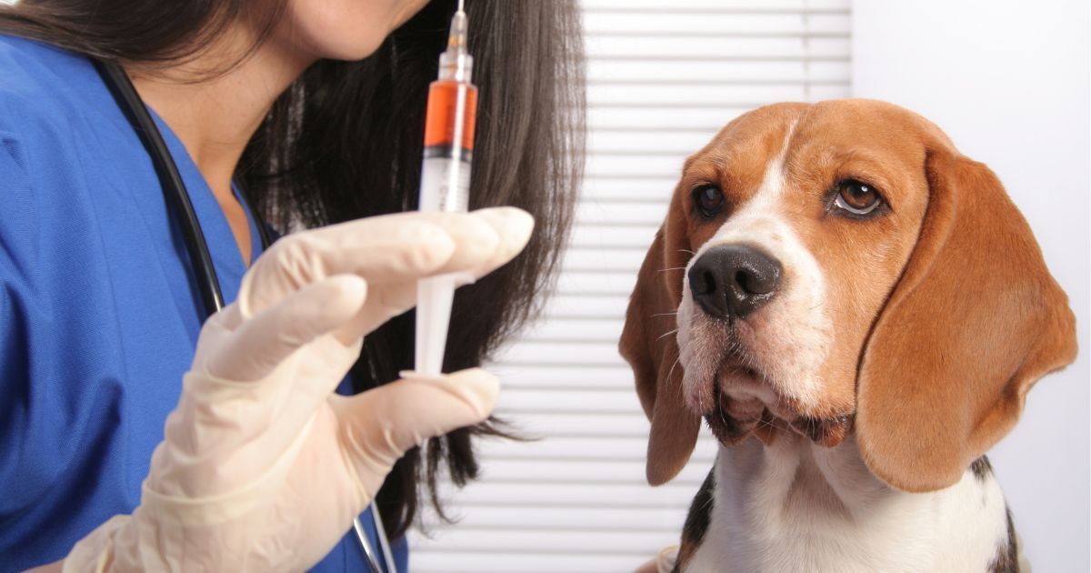 A veterinarian preparing a vaccine for a dog.