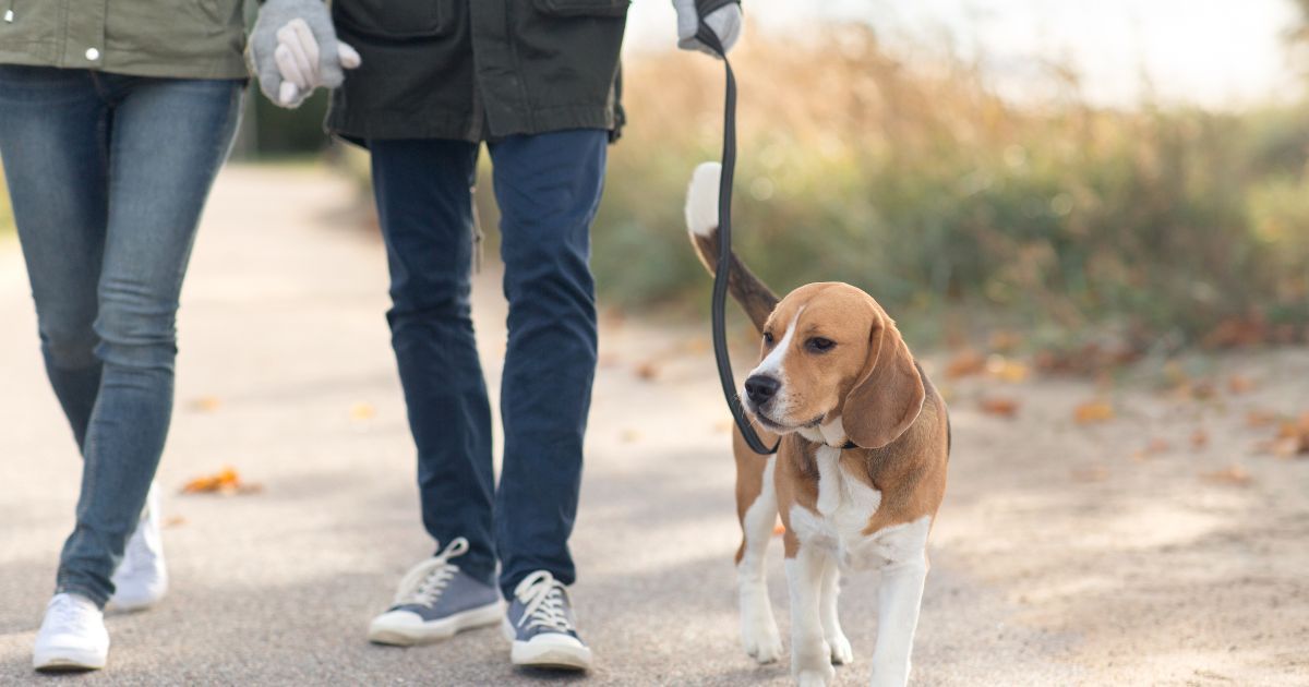 Two people walking a dog on a leash.