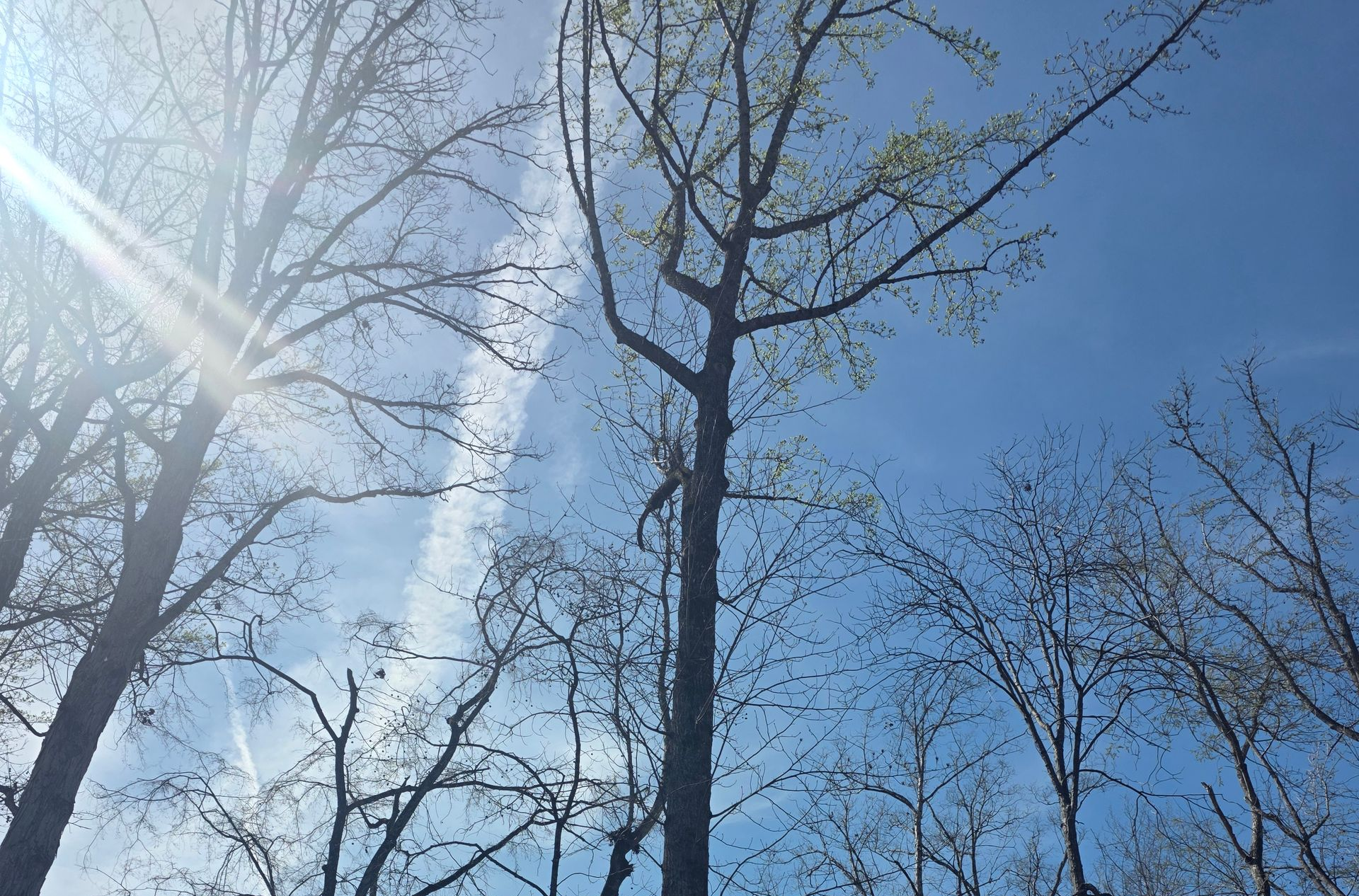 Bare trees silhouetted against a bright blue sky with sun flare in the upper left.