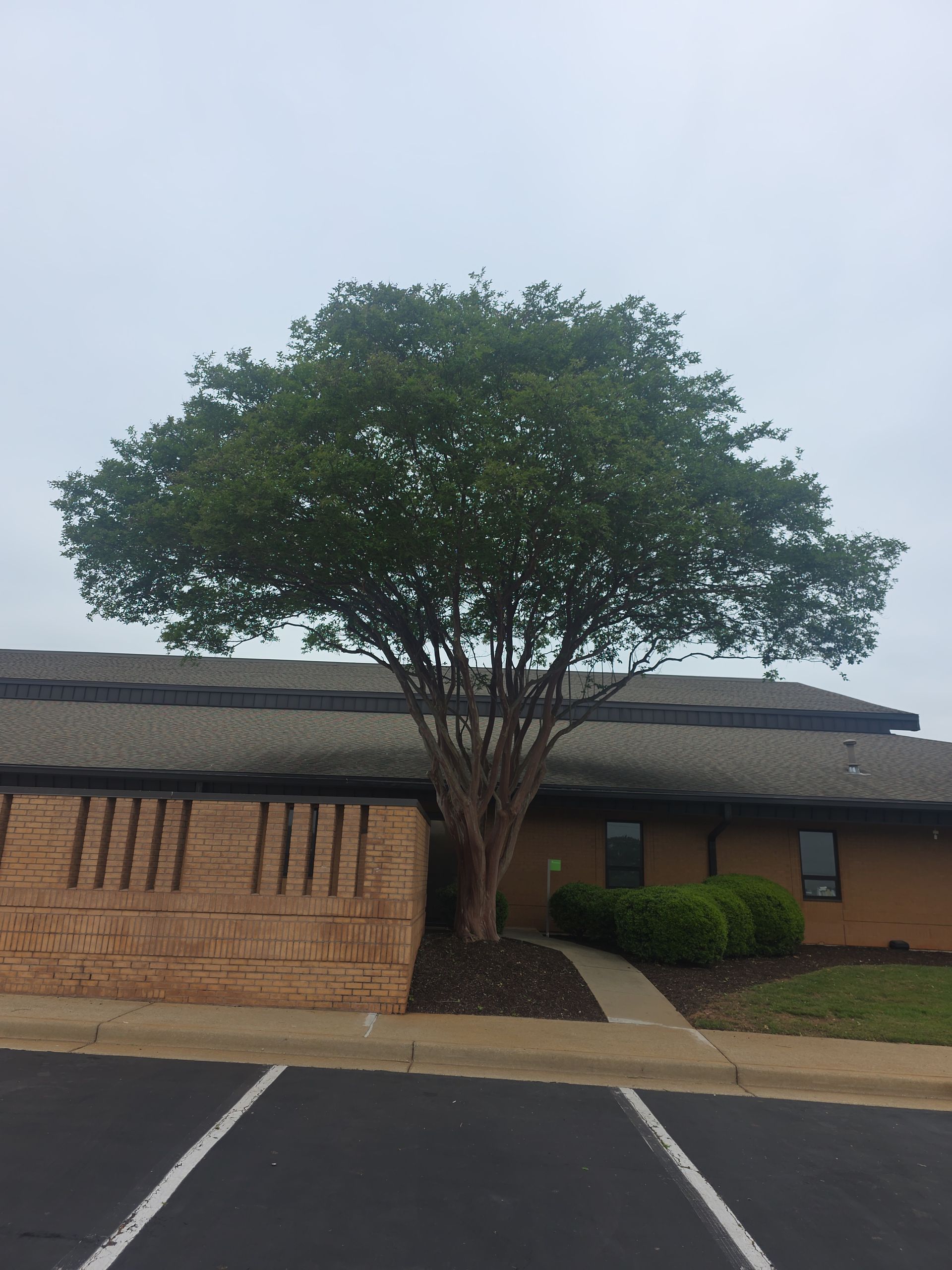 Large tree in front of a brick building with a dark roof, beside a parking lot and sidewalk.