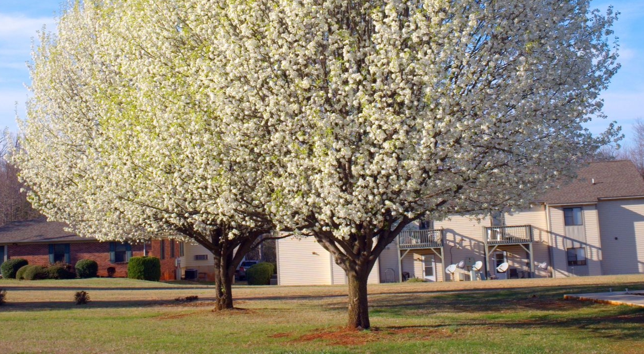 Bradford pear tree removal service in Anderson and Greenville South Carolina