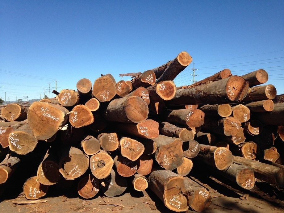 A Pile Of Logs With A Blue Sky In The Background – Beaudesert, QLD - Enrights Sawmill