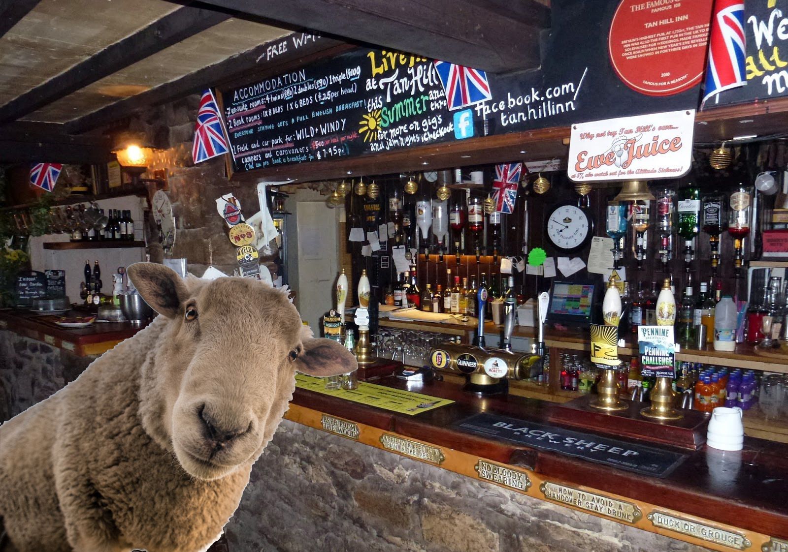 a sheep i the tan hill inn