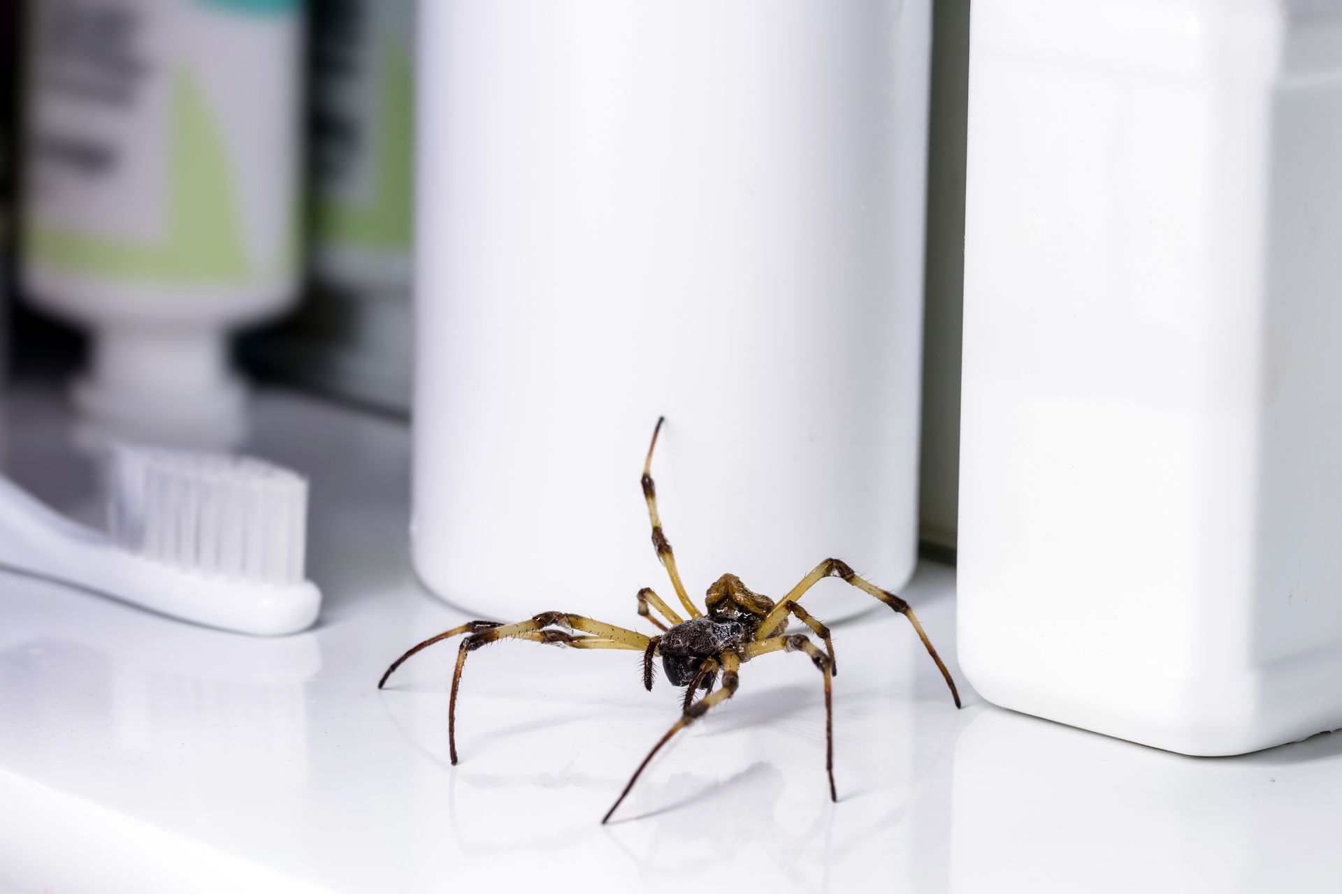 A spider crawling on a bathroom counter beside a toothbrush and white plastic bottles.