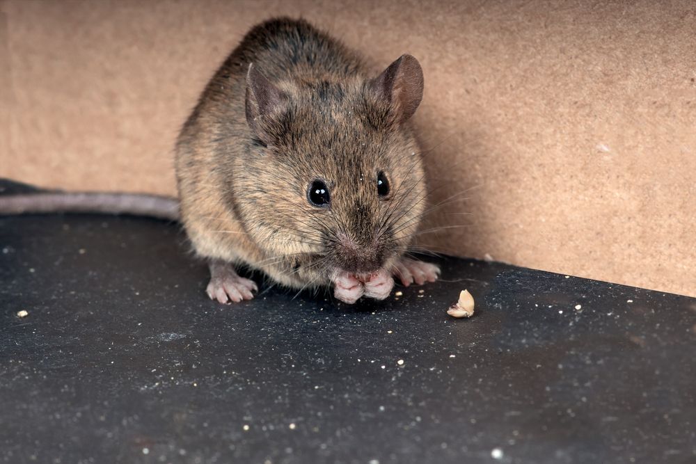 Small brown mouse eating crumbs on a black surface against a cardboard background