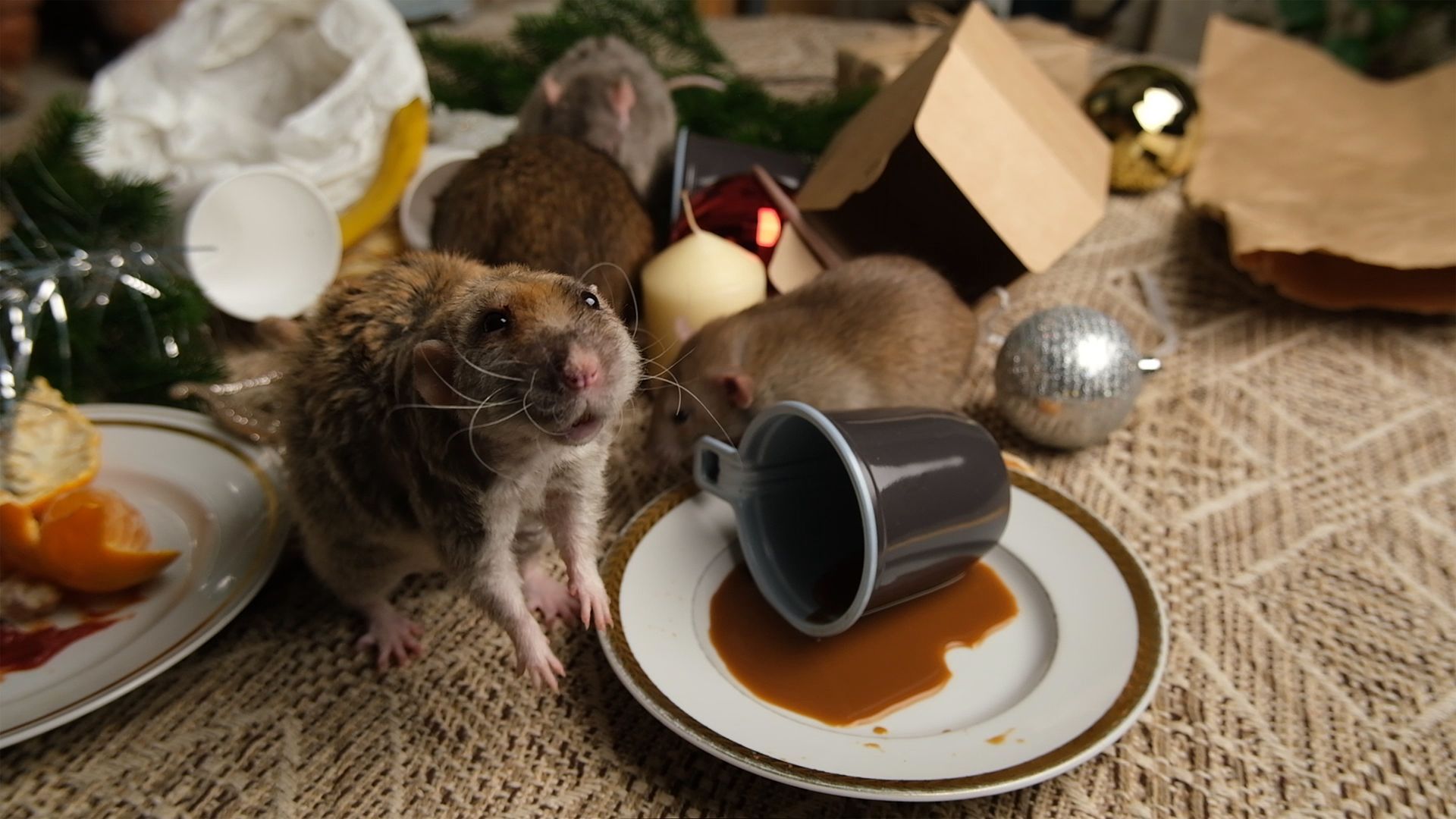 Rats on a decorated table with a tipped-over cup of coffee and spilled liquid. One rat looks up.