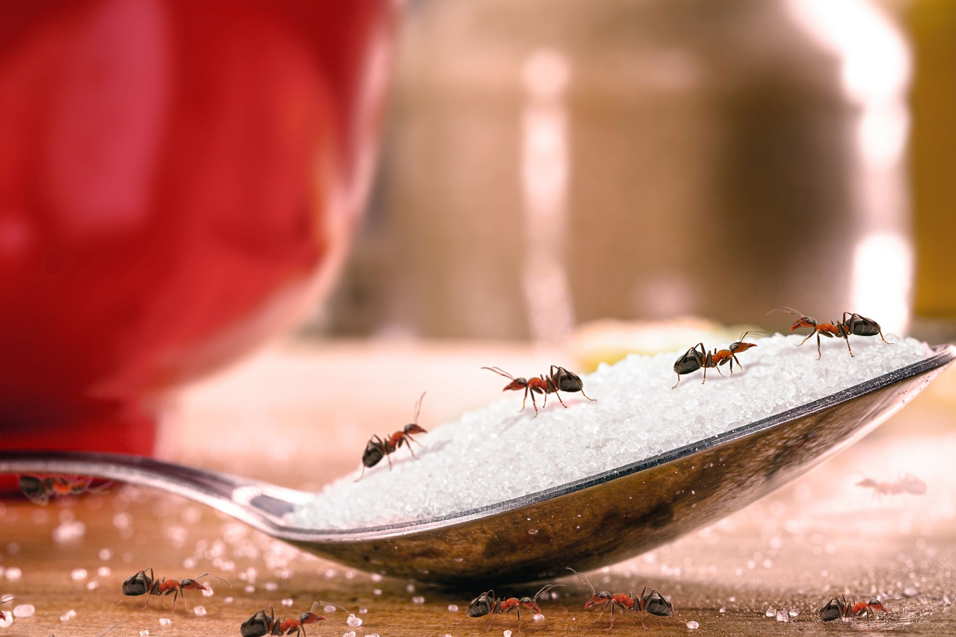 Several ants crawling on a spoonful of sugar and scattered sugar crystals on a kitchen counter.
