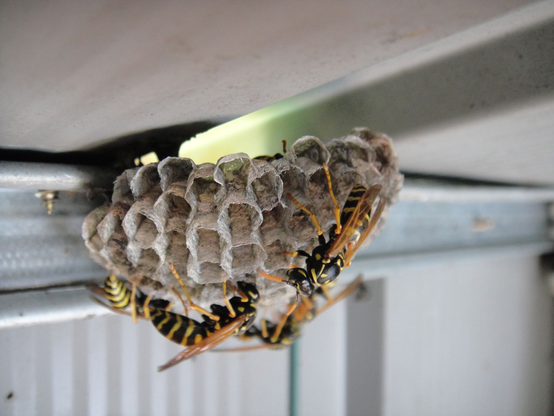 Close-up of wasps tending to a nest attached to a metal surface.