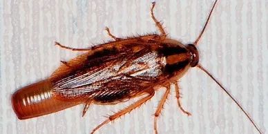 German Cockroach