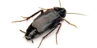 Oriental Cockroach
