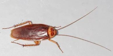 American Cockroach