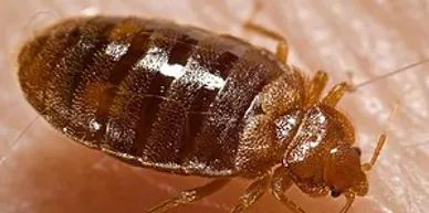 Bed Bugs
