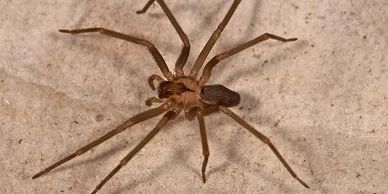 Brown Recluse