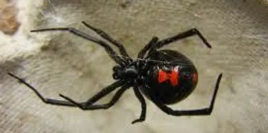 Black Widow