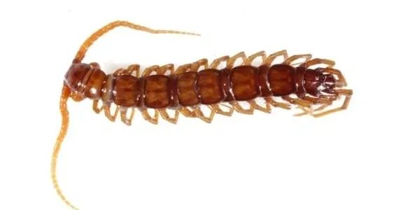 Centipede