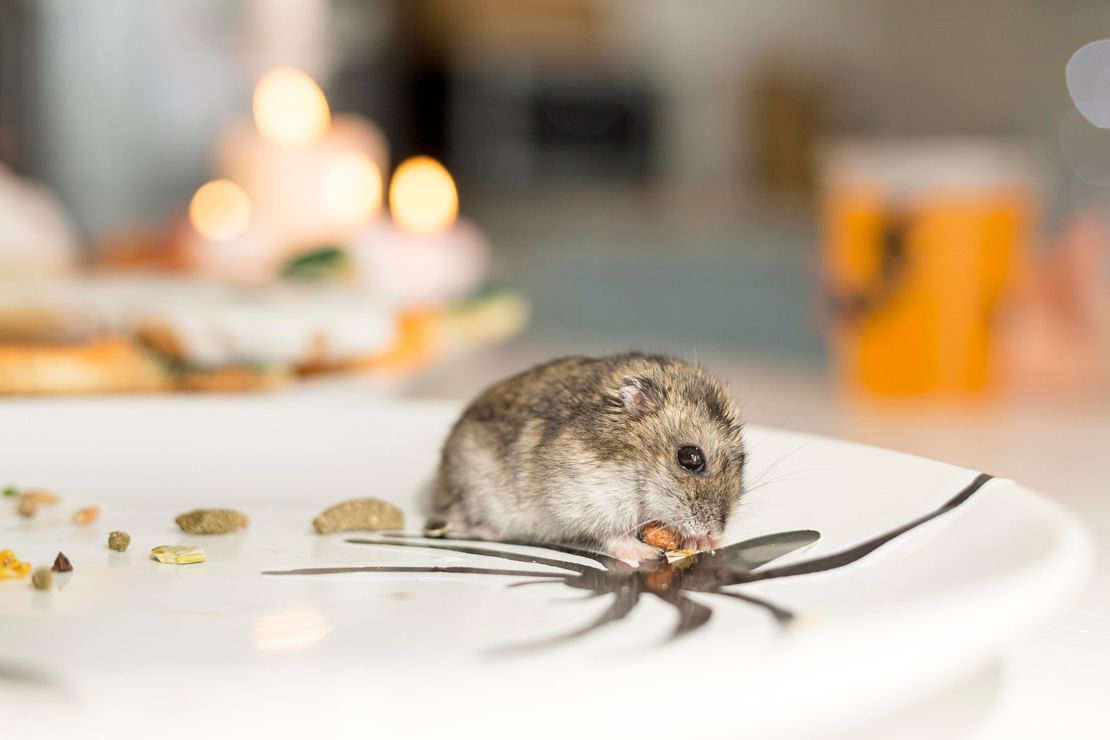 A hamster is eating food on a white plate.