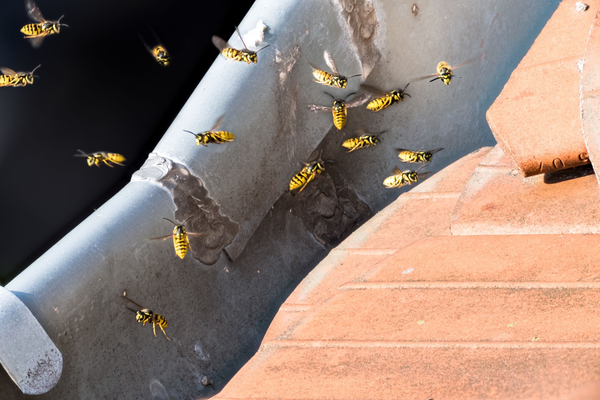 A group of wasps are flying around a gutter on a roof.