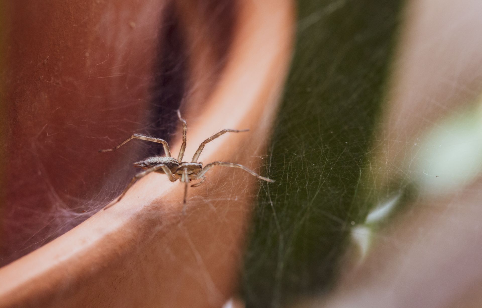 A close up of a spider on a pot.
