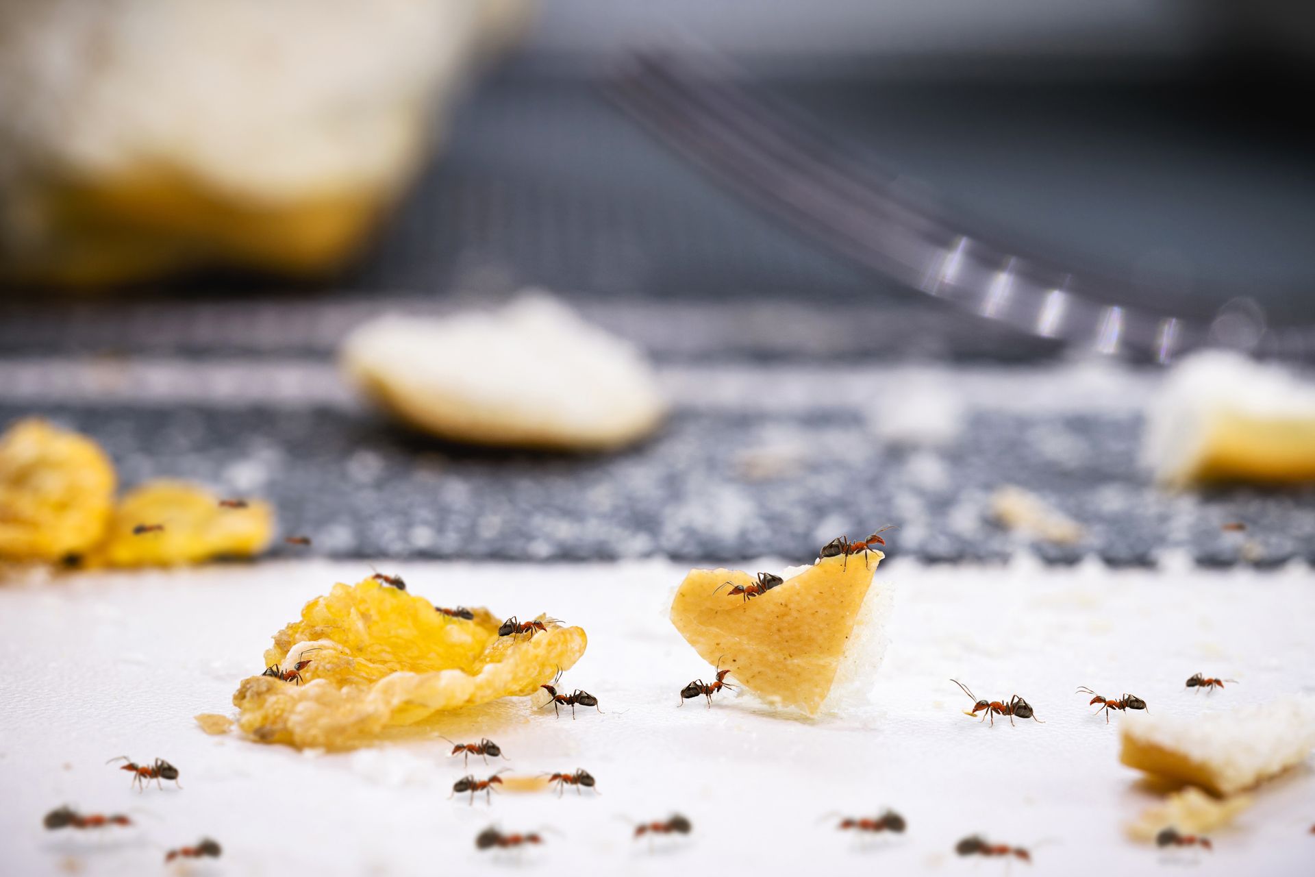 Ants are crawling on a piece of food on a table.