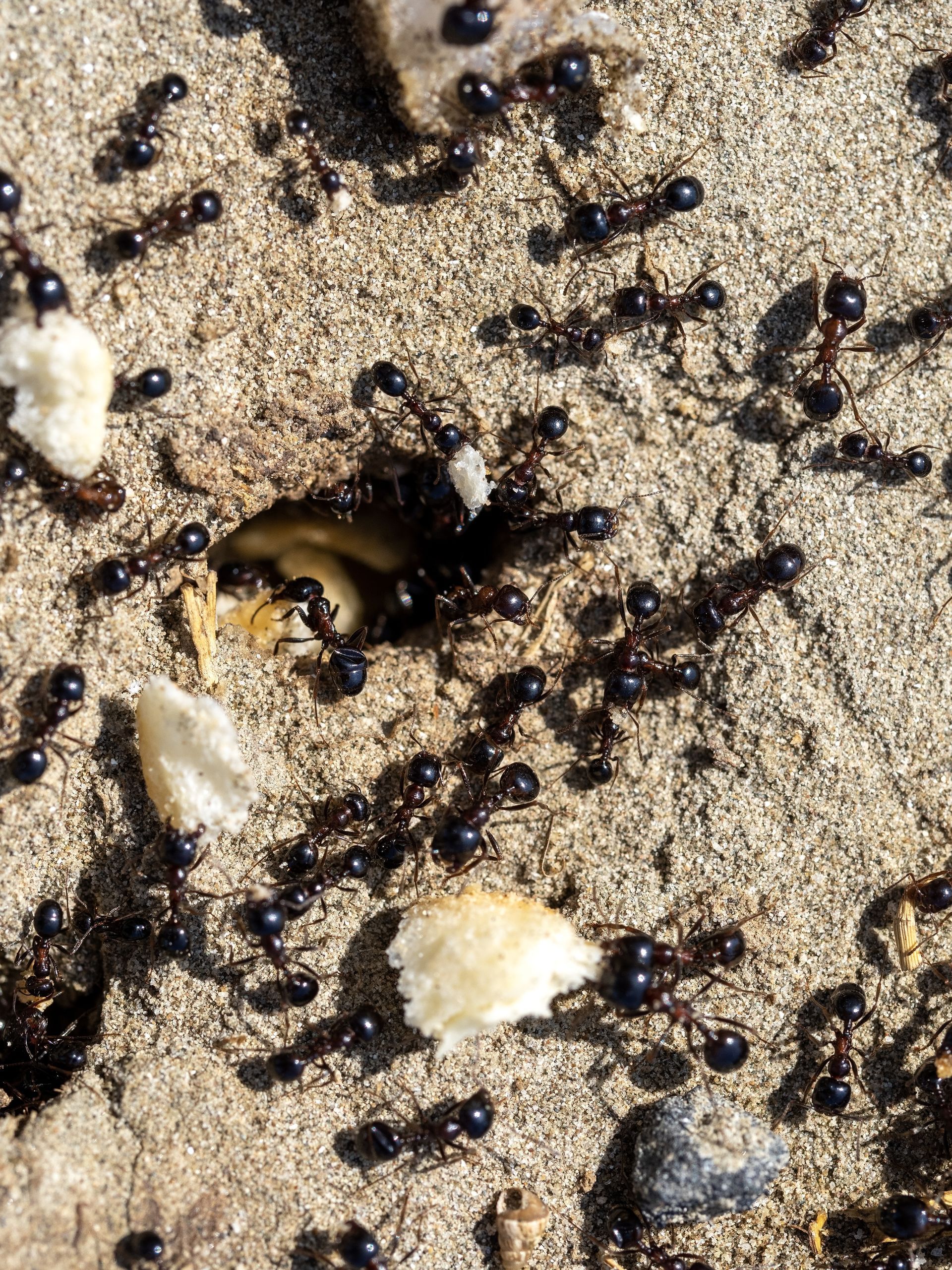 A group of black ants are crawling on a sandy surface.