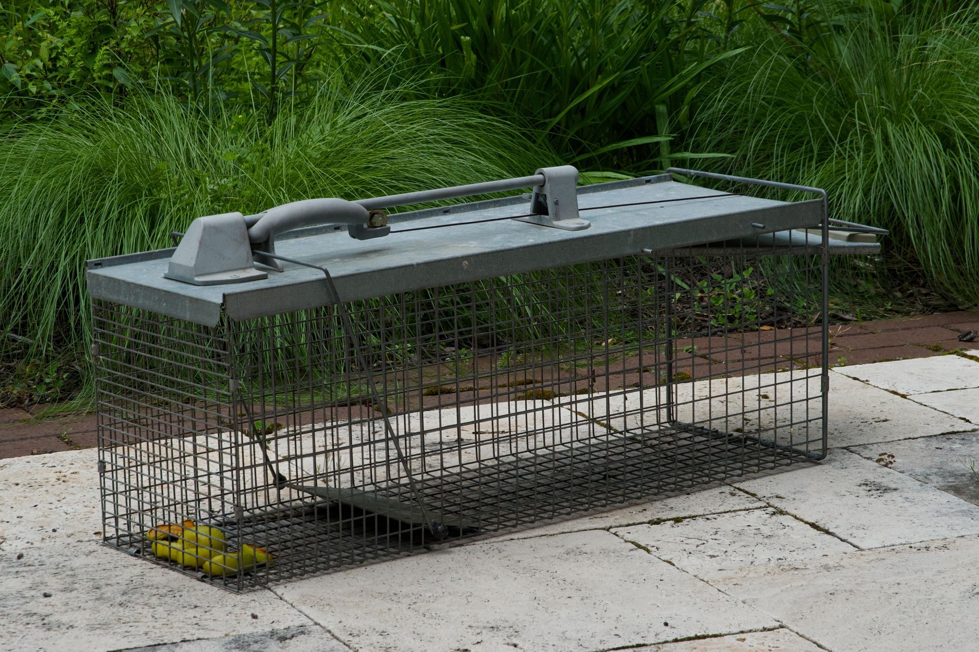 A metal cage trap on a stone surface, possibly outdoors, with a handle on top and a bait inside.