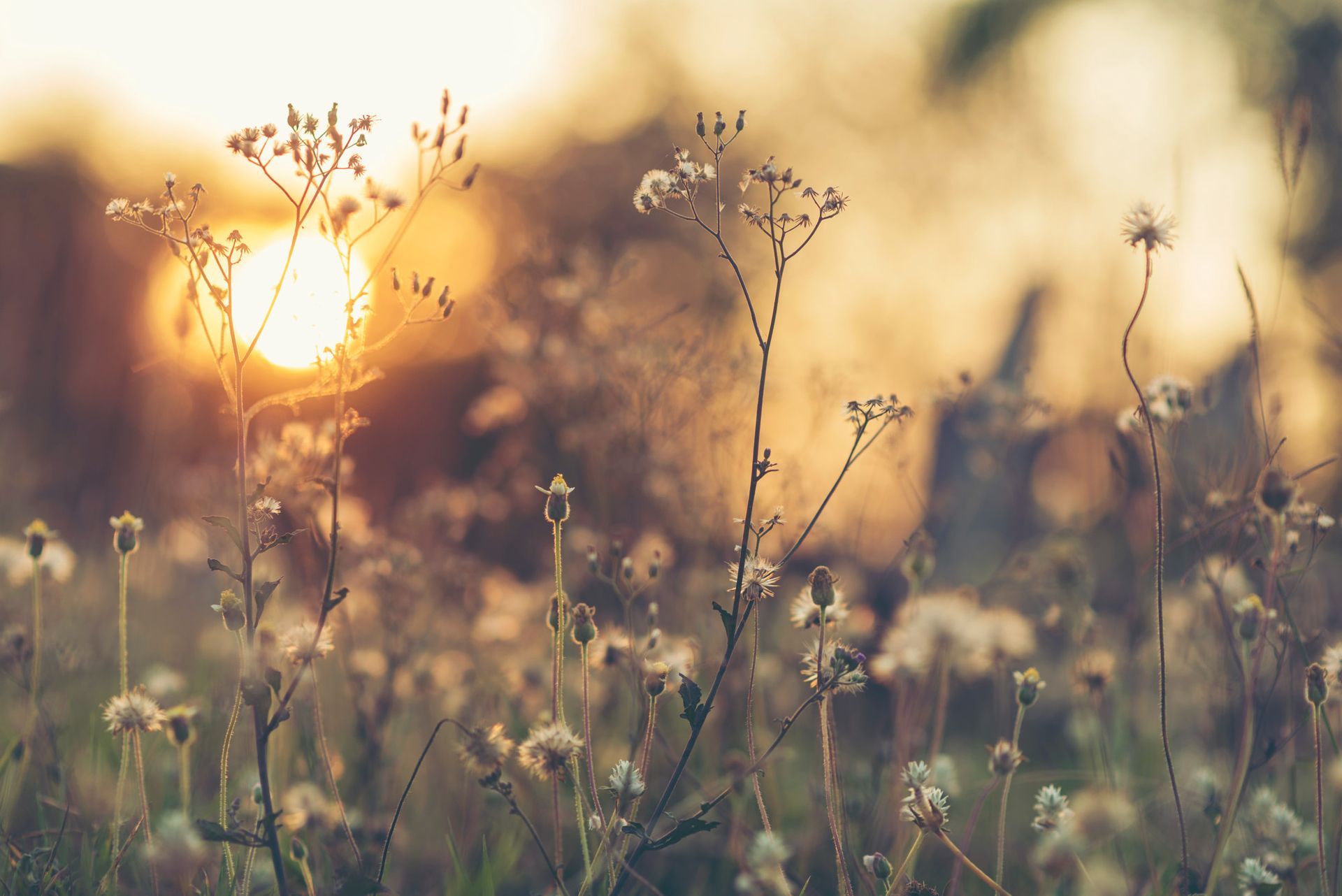 The sun is setting behind a field of flowers.