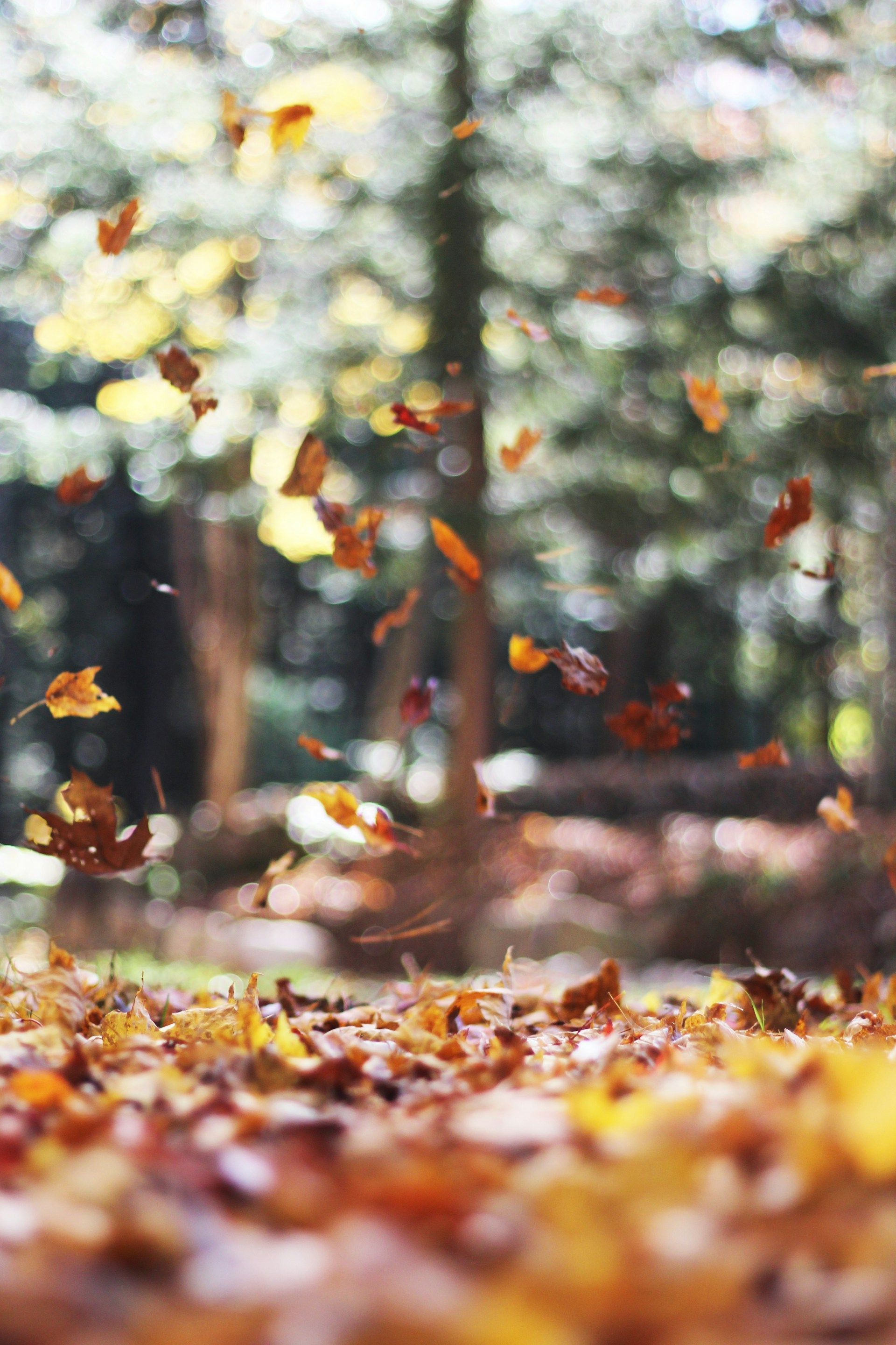 Autumn leaves are falling on the ground in the woods.